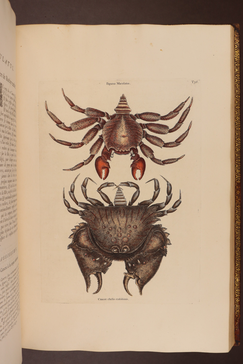 Plate 36